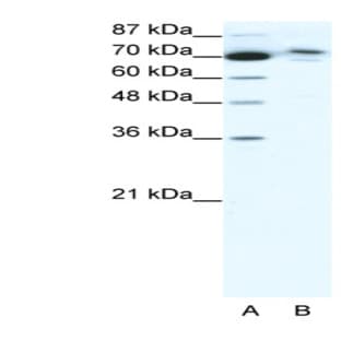 anti-Chromosome 14 Open Reading Frame 101 (C14orf101) (N-Term) antibody avatar