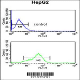 anti-B-Cell Scaffold Protein with Ankyrin Repeats 1 (BANK1) (AA 119-146), (Center) antibody avatar