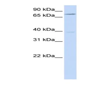 anti-Chromosome 17 Open Reading Frame 80 (C17orf80) (N-Term) antibody avatar
