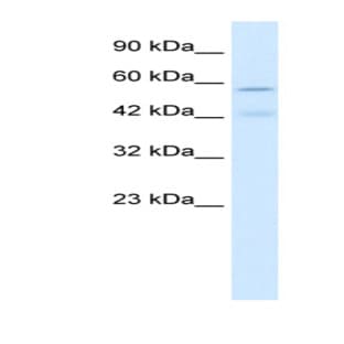 anti-Cholinergic Receptor, Nicotinic, alpha 5 (Neuronal) (CHRNA5) (Middle Region) antibody avatar