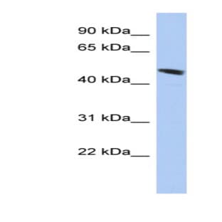anti-Chromosome 9 Open Reading Frame 68 (C9orf68) (Middle Region) antibody avatar