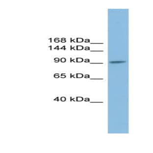 anti-Piwi-Like 2 (Drosophila) (PIWIL2) (N-Term) antibody avatar