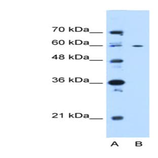 anti-Centrosomal Protein 55kDa (CEP55) (N-Term) antibody avatar