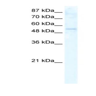 anti-DEAD (Asp-Glu-Ala-As) Box Polypeptide 19A (DDX19A) (N-Term) antibody avatar