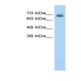 anti-Collapsin Response Mediator Protein 1 (CRMP1) (N-Term) antibody avatar
