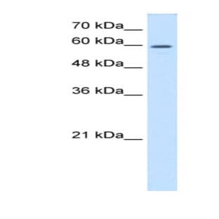 anti-Collapsin Response Mediator Protein 1 (CRMP1) (C-Term) antibody avatar
