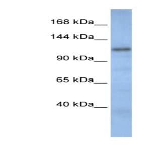 anti-Cullin-Associated and Neddylation-Dissociated 2 (Putative) (CAND2) (N-Term) antibody avatar