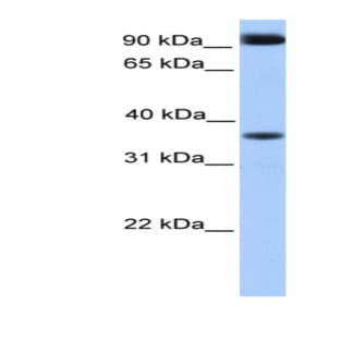 anti-DCN1, Defective in Cullin Neddylation 1, Domain Containing 4 (S. Cerevisiae) (DCUN1D4) (Middle Region) antibody avatar
