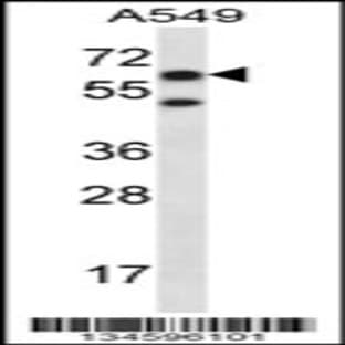 anti-Checkpoint with Forkhead and Ring Finger Domains, E3 Ubiquitin Protein Ligase (CHFR) (C-Term), (AA 476-504) antibody avatar
