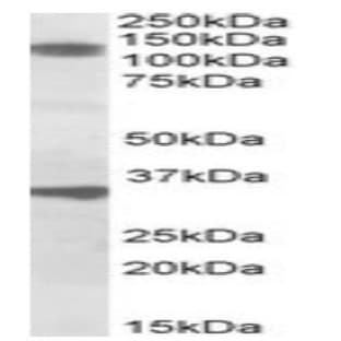 anti-Cell Division Cycle and Apoptosis Regulator 1 (CCAR1) (Internal Region) antibody avatar