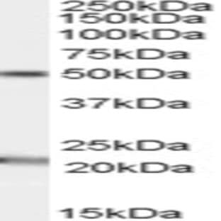 anti-Acylglycerol Kinase (AGK) (C-Term) antibody avatar