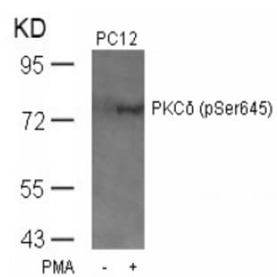 anti-Protein Kinase C, delta (PKCd) (pSer645) antibody avatar