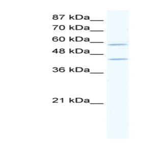 anti-DCP1 Decapping Enzyme Homolog A (S. Cerevisiae) (DCP1A) (N-Term) antibody avatar