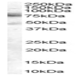 anti-DCP1 Decapping Enzyme Homolog A (S. Cerevisiae) (DCP1A) (C-Term) antibody avatar