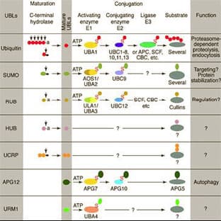 anti-Cullin-Associated and Neddylation-Dissociated 1 (CAND1) (N-Term), (AA 11-24) antibody avatar