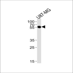 anti-Cytidine Monophosphate N-Acetylneuraminic Acid Synthetase (CMAS) (C-Term), (AA 300-327) antibody avatar