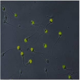 anti-Acrosomal Vesicle Protein 1 (ACRV1) antibody (FITC)
