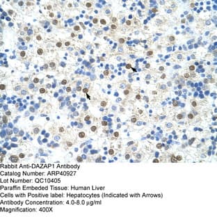anti-DAZ Associated Protein 1 (DAZAP1) (C-Term) antibody avatar