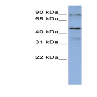 anti-DAZ Associated Protein 1 (DAZAP1) (Middle Region) antibody avatar
