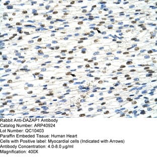 anti-DAZ Associated Protein 1 (DAZAP1) (C-Term) antibody avatar