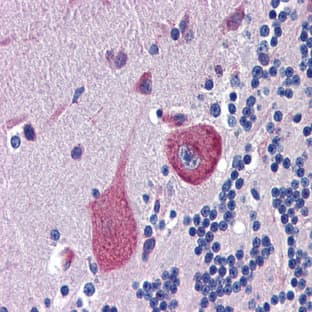 anti-Cerebellin 4 Precursor (CBLN4) (C-Term) antibody avatar