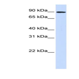 anti-Discs, Large Homolog 3 (Drosophila) (DLG3) (Middle Region) antibody