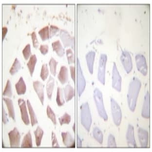 anti-Actin (pTyr53), (pTyr55) antibody avatar