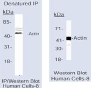 anti-Actin antibody avatar