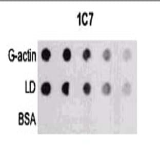 anti-Actin antibody avatar