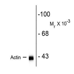 anti-Actin antibody avatar