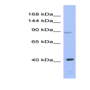 anti-Eukaryotic Translation Initiation Factor 2C3 (EIF2C3) (N-Term) antibody avatar