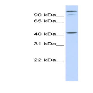 anti-AFG3 ATPase Family Gene 3-Like 2 (S. Cerevisiae) (AFG3L2) (Middle Region) antibody avatar