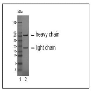 anti-Carcinoembryonic Antigen-Related Cell Adhesion Molecule 19 (CEACAM19) antibody avatar