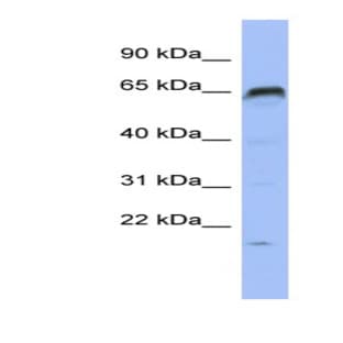 anti-PR Domain Containing 8 (PRDM8) (N-Term) antibody avatar