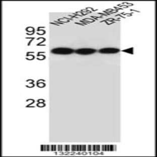 anti-Cholinergic Receptor, Nicotinic, alpha 10 (CHRNA10) (AA 179-206), (Center) antibody avatar