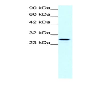 anti-Claudin 13 (CLDN13) (C-Term) antibody avatar