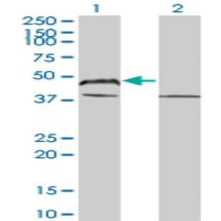 anti-BCL2-Associated Athanogene (BAG1) (AA 241-346) antibody avatar