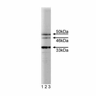 anti-BCL2-Associated Athanogene (BAG1) (AA 1-190) antibody avatar