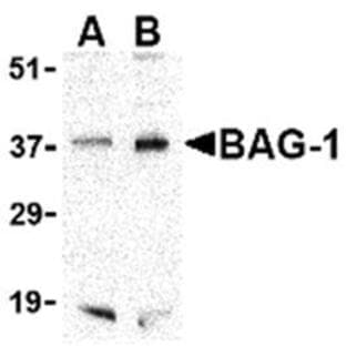 anti-BCL2-Associated Athanogene (BAG1) (C-Term) antibody avatar