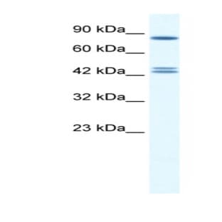 anti-Chromobox Homolog 8 (CBX8) (Middle Region) antibody avatar