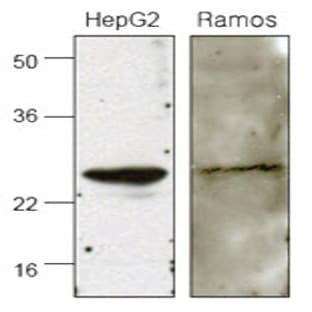 anti-Activation-Induced Cytidine Deaminase (AICDA) (AA 1-54), (N-Term) antibody avatar