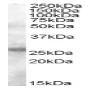 anti-Activation-Induced Cytidine Deaminase (AICDA) (N-Term) antibody avatar
