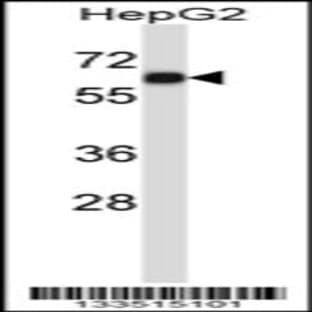 anti-Adhesion Molecule with Ig-Like Domain 1 (AMIGO1) (C-Term), (AA 386-415) antibody avatar