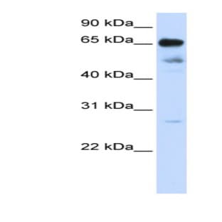 anti-Zinc Finger Protein 490 (ZNF490) (N-Term) antibody avatar