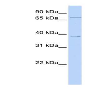 anti-Zinc Finger Protein 490 (ZNF490) (N-Term) antibody avatar