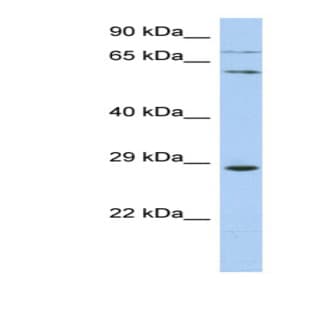 anti-Zinc Finger Protein 490 (ZNF490) (N-Term) antibody avatar