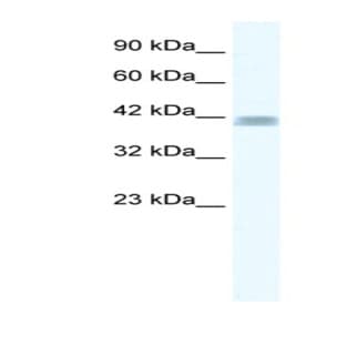 anti-Zinc Finger Protein 529 (ZNF529) (N-Term) antibody avatar