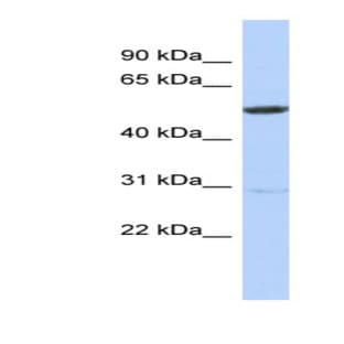 anti-Zinc Finger Protein 529 (ZNF529) (N-Term) antibody avatar