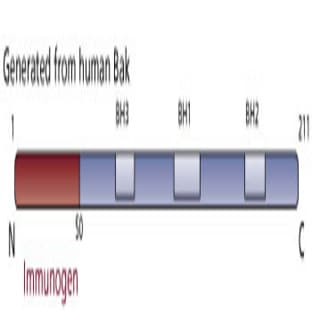 anti-BCL2-Antagonist/killer 1 (BAK1) antibody avatar