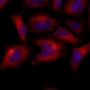 anti-BCL2-Antagonist/killer 1 (BAK1) (AA 29-187) antibody avatar